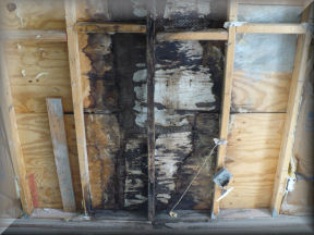 Mold Growth damaged caused 